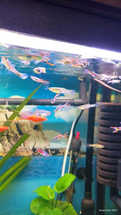 Sprzedam Gupiki Endlera