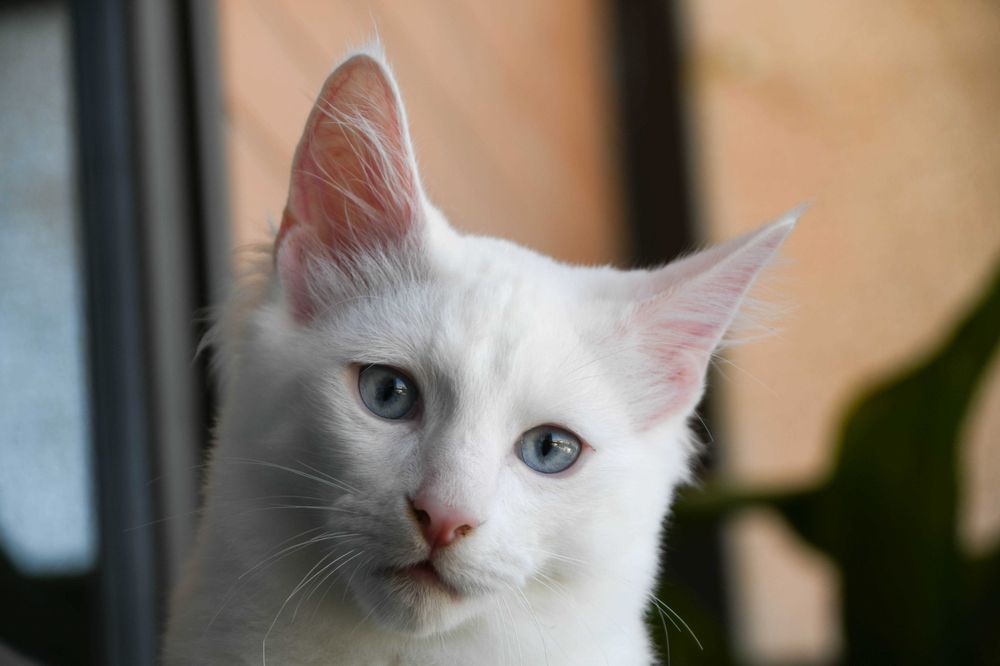 Bonifácio: gatinho Angorá Turco. Branco. olhos azuis. LOP e vacinas