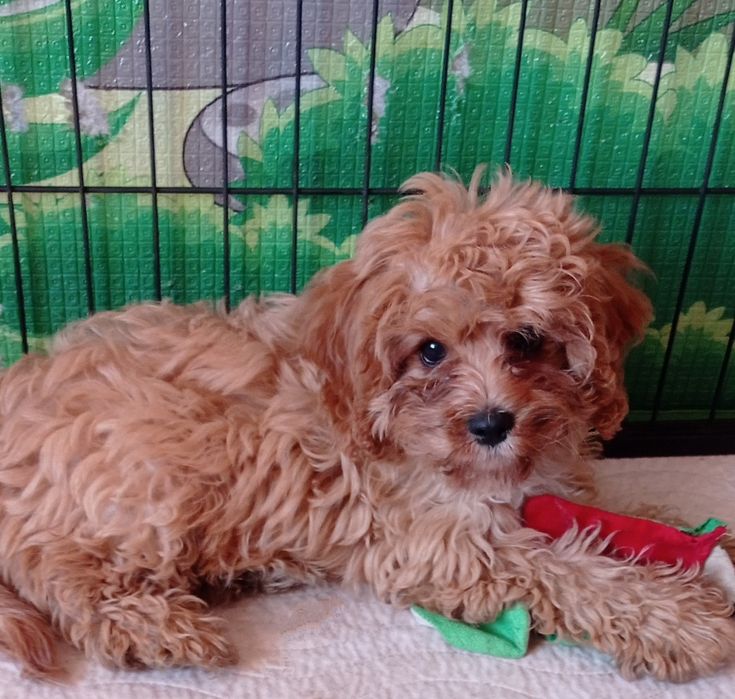 Cavapoo F1 suczka