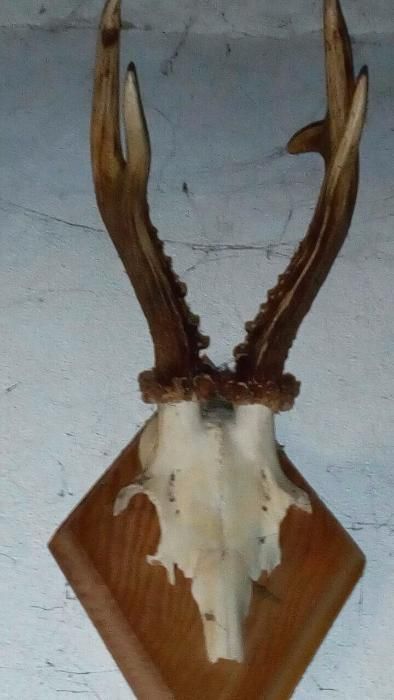 роги косулі європейської