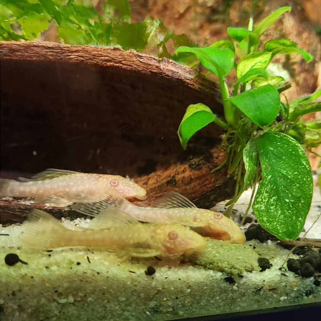Ancistrus albinos