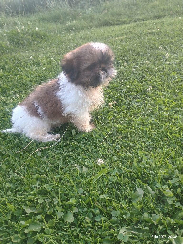 SHIH-TZU szczeniak