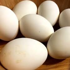 яйца гусиные