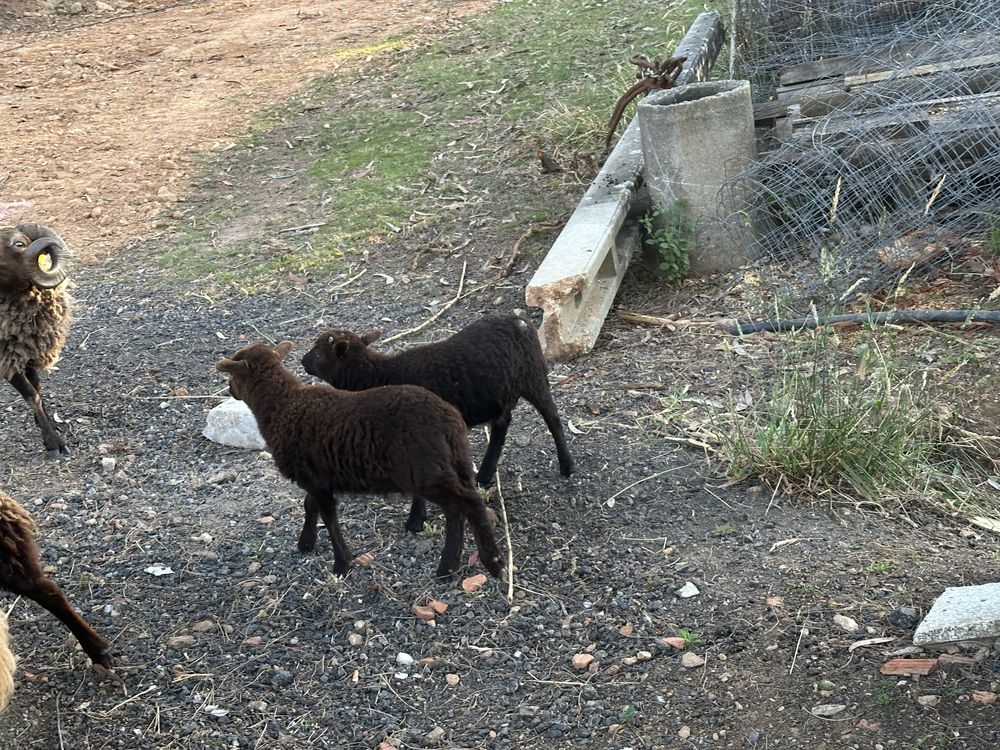 Casal de Ovelhas anãs