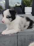 Border Collie dziewczynka o umaszczeniu Blue Merle
