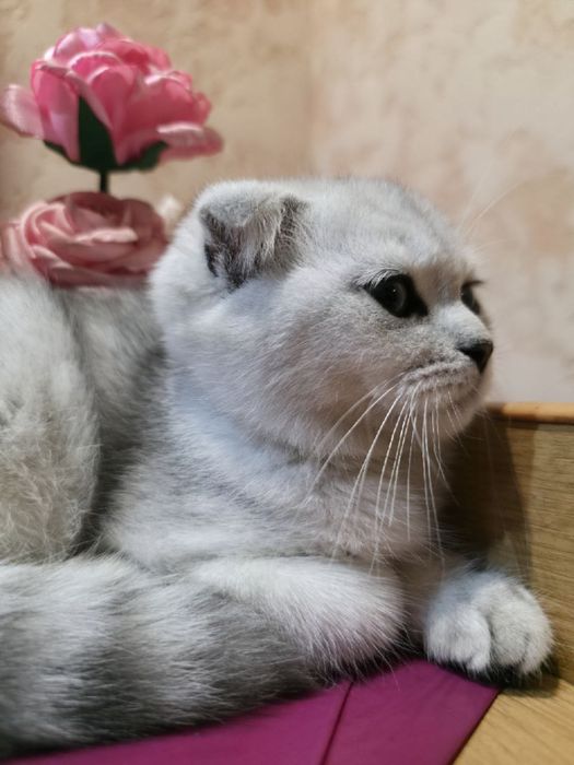 Серебристая шиншилла