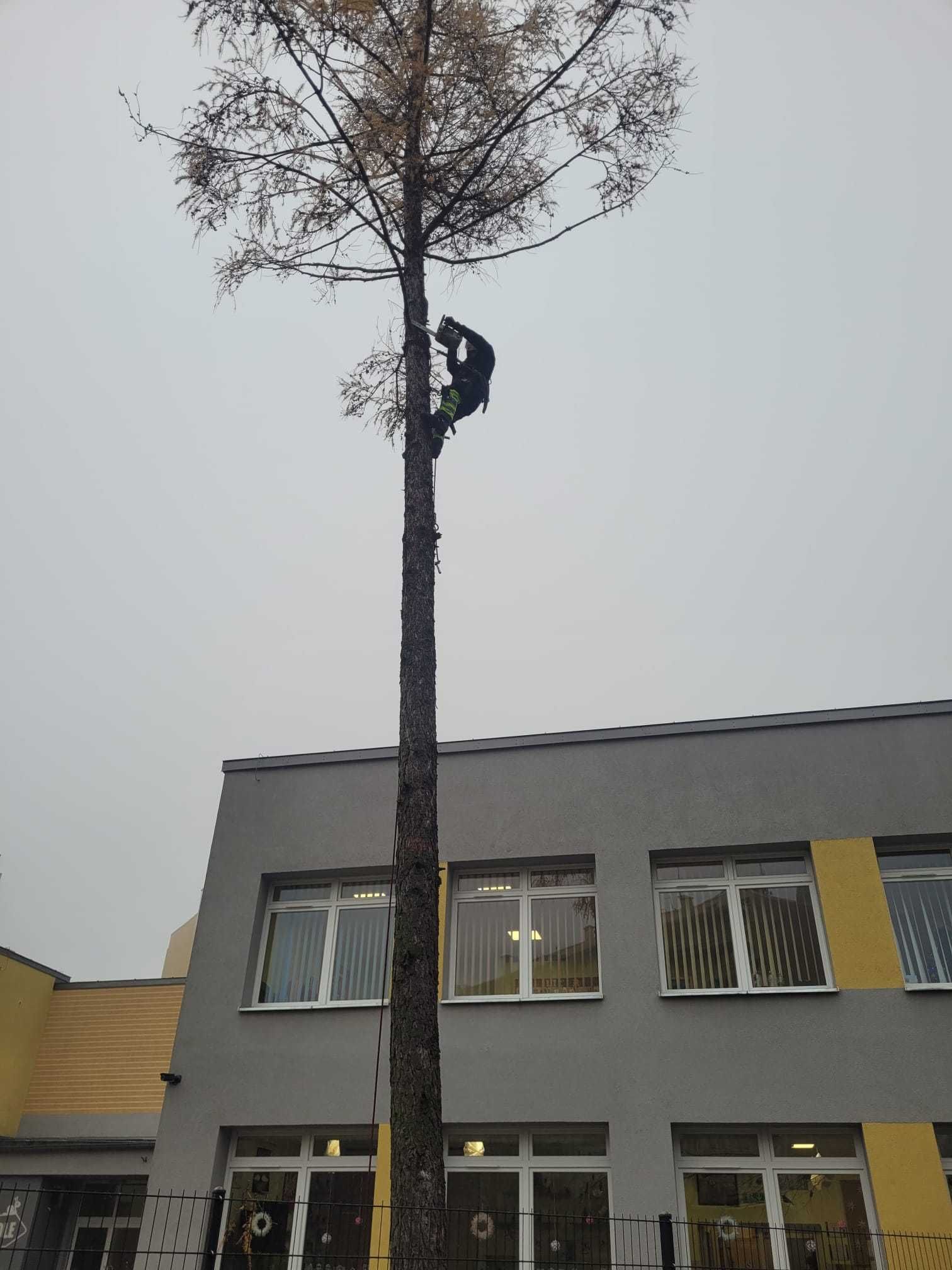 Wycinka drzew, ścinka, koszenie trawy, rąbanie drzewa