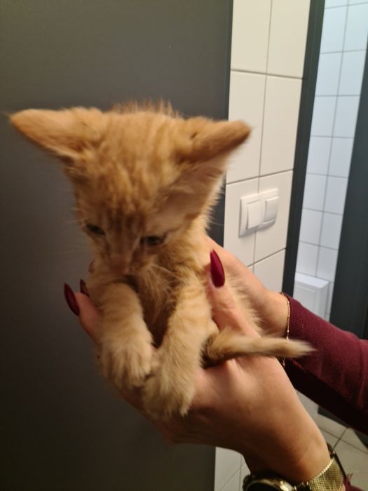 4 małe kociaki szukają odpowiedzialnych domów