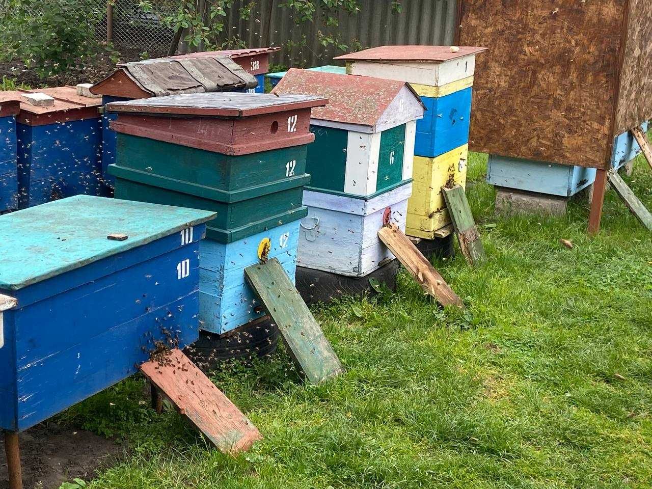 Продам бджолосім'ї, рамки, вулики