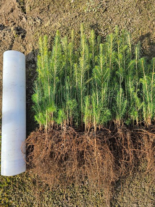 świerk pospolity, srebrny, srebrzysty serbski 2letnia sadzonka