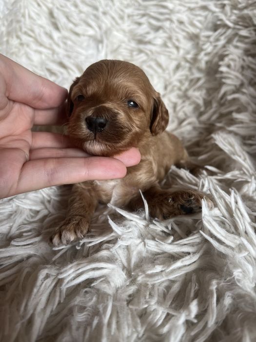 Cockapoo f1b suczka red mama cockapoo tata pudel toy