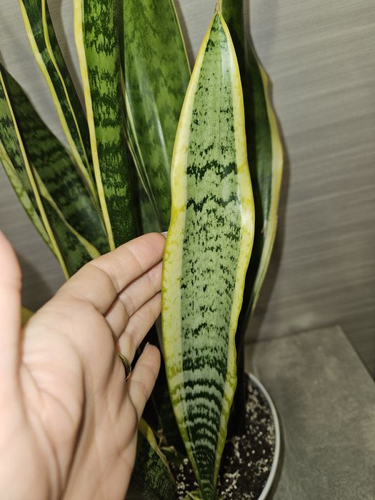 Сансевиерия футура суперба (симплекс), лауренти.