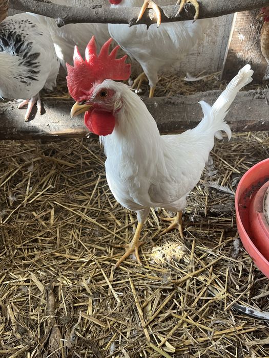 Sprzedam koguty leghorn