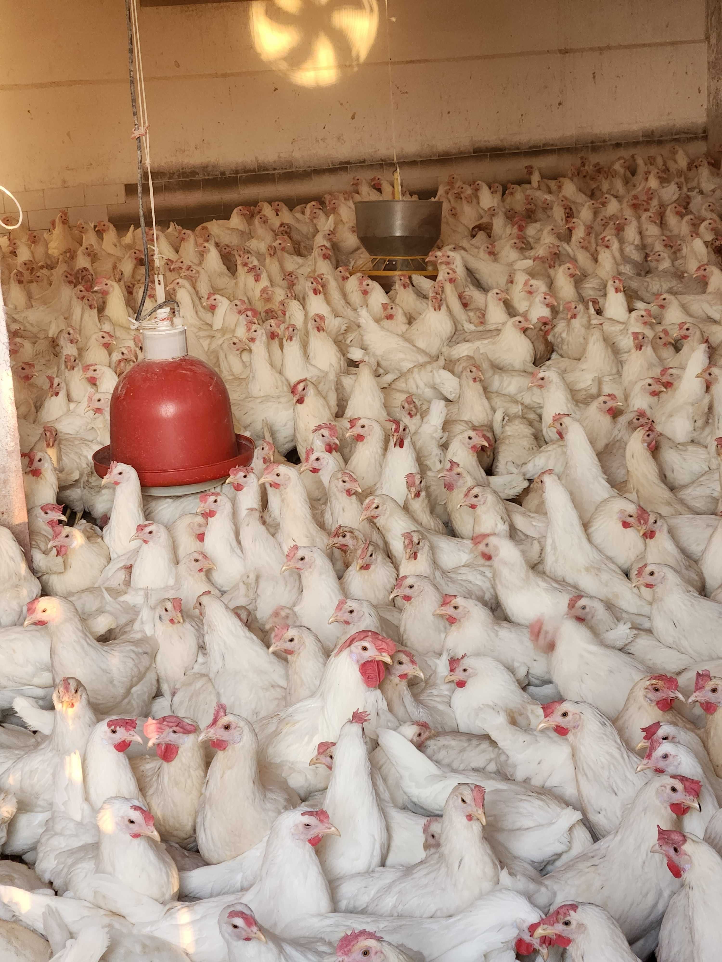 Kury nioski młode z pierwszym jajkiem Rosa Messa Leghorn.Transport ..