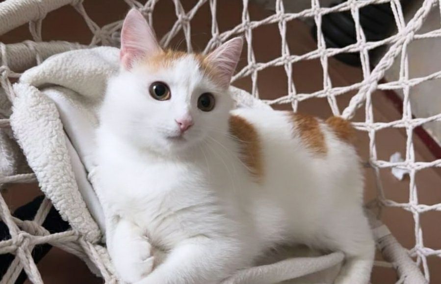 Отдам рыже-белого кота, 8 месяцев, кастрирован,  привит