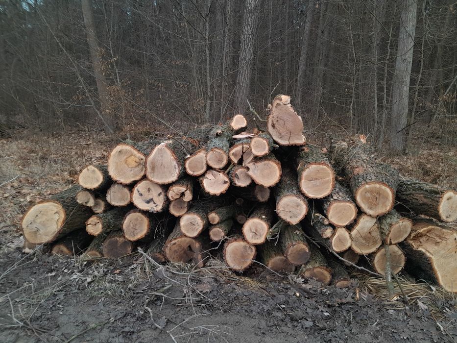 Drewno opałowe kominkowe dąb brzoza sosna