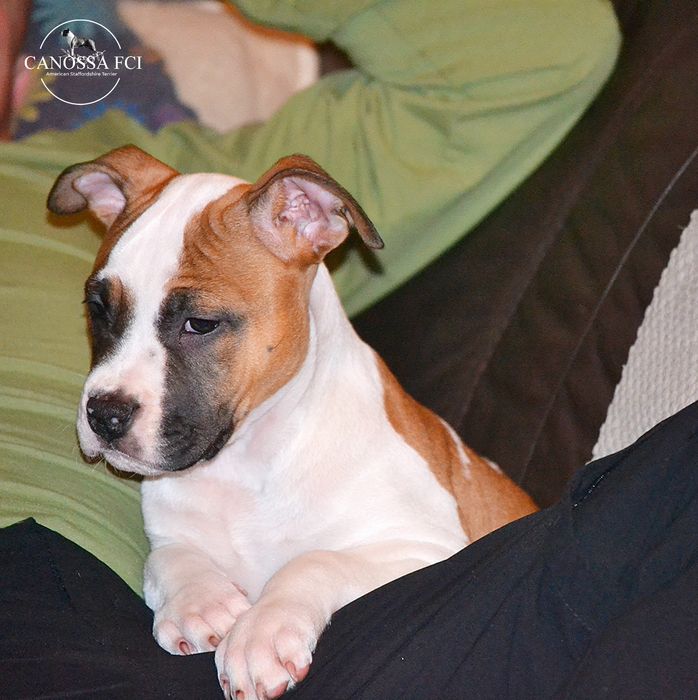 AmStaff FCI/ZKwP American Staffordshire Terrier/suczka