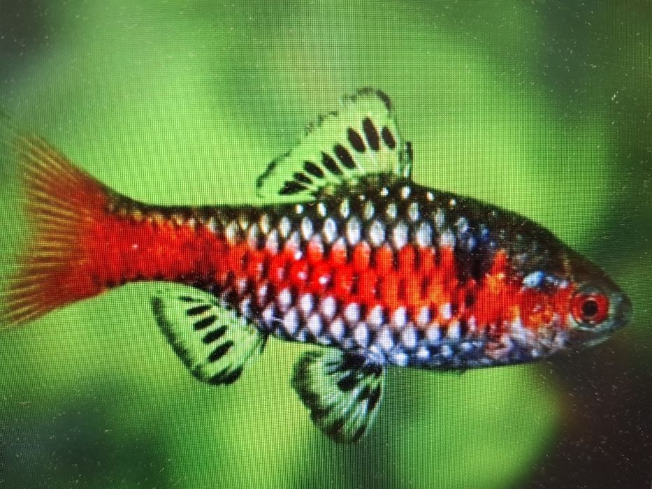 Brzanka odeska ( dwuplama)