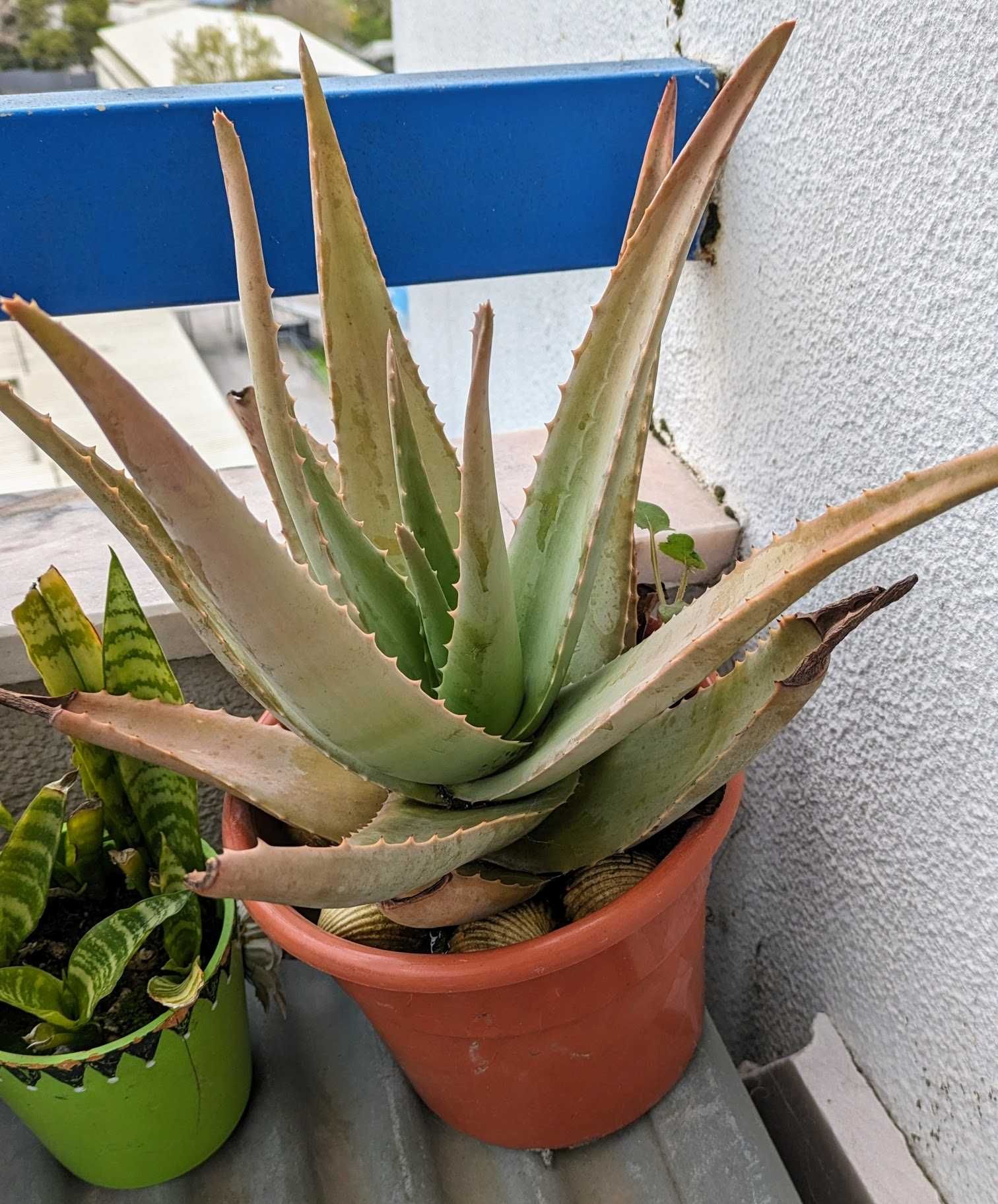 Planta Aloe Vera Barbadensis em saco ou vaso