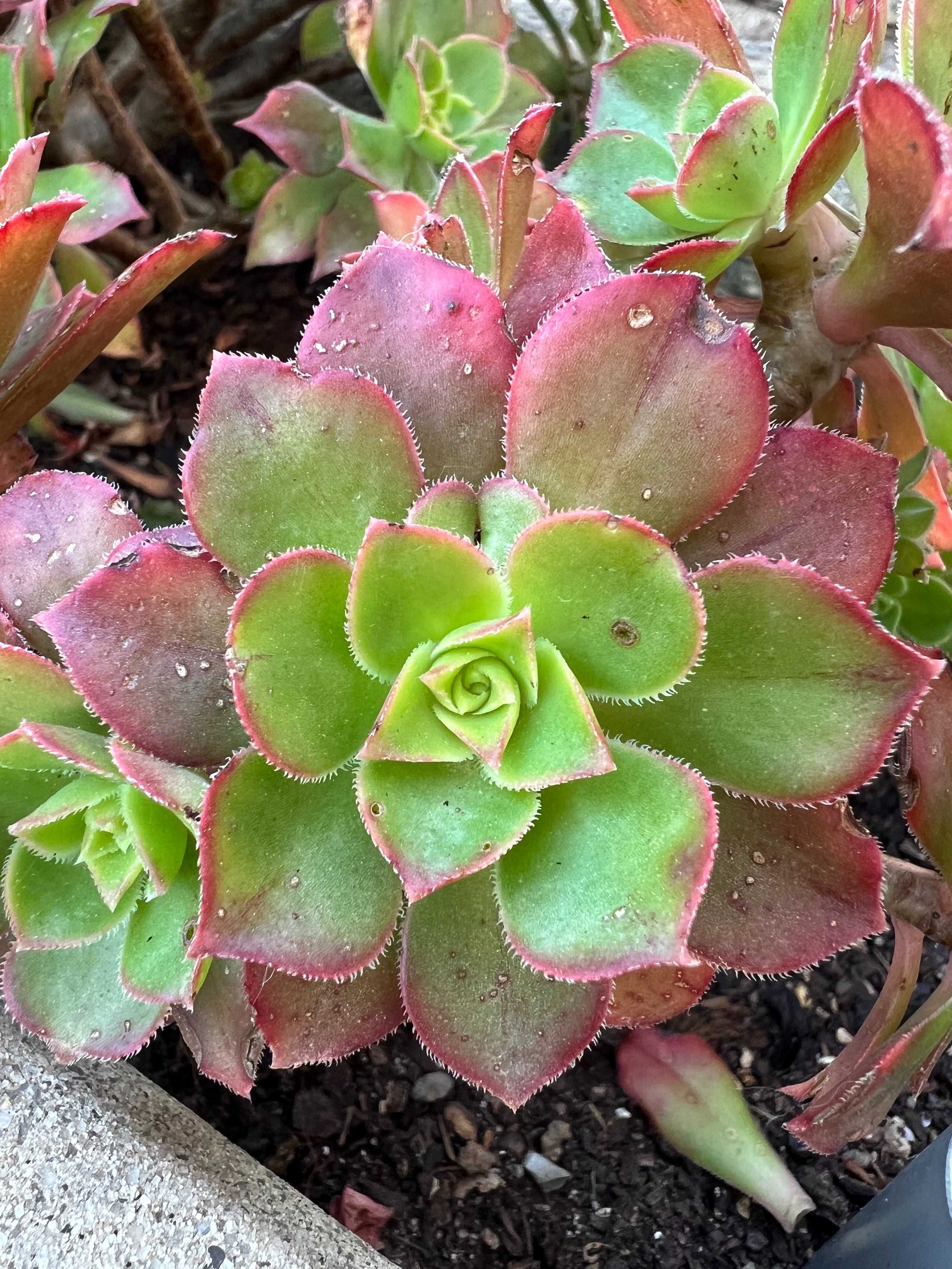 Suculenta Aeonium Gorgoneum