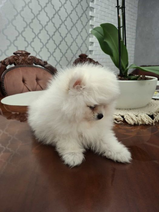 Piesek  szpic miniaturowy