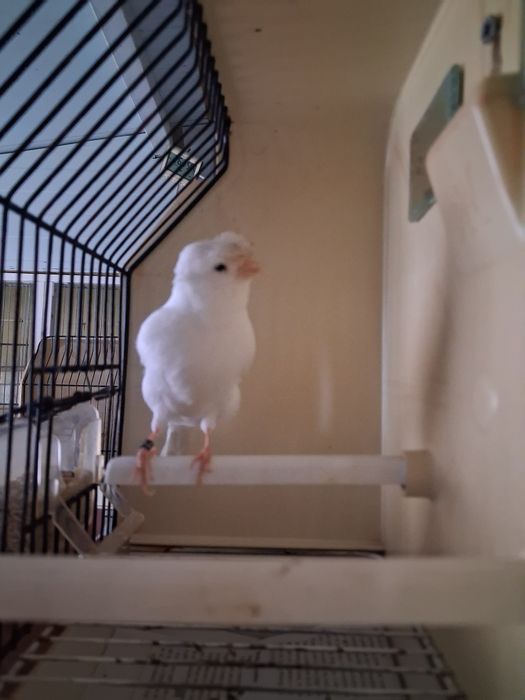 Canarios de 2025 para cedência