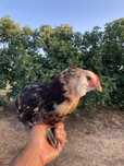 Frango Hibrido de Araucana Trigueiro Negro