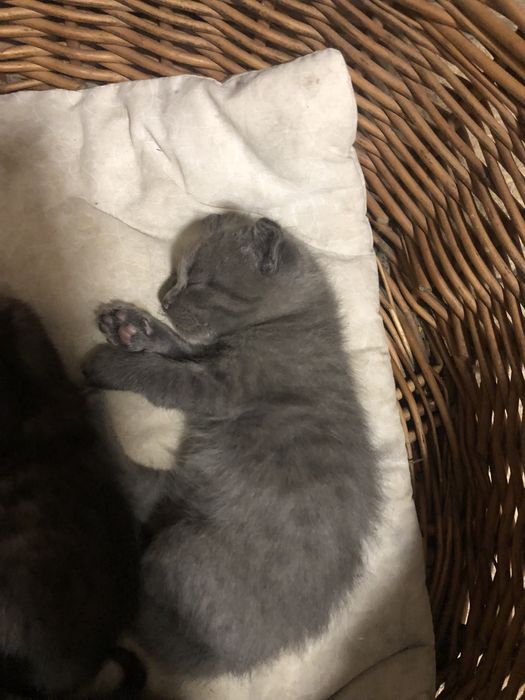 Котики висловухі