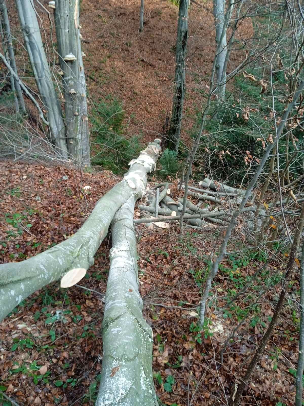 Продам дрова бук, дуб колотий та метрівка