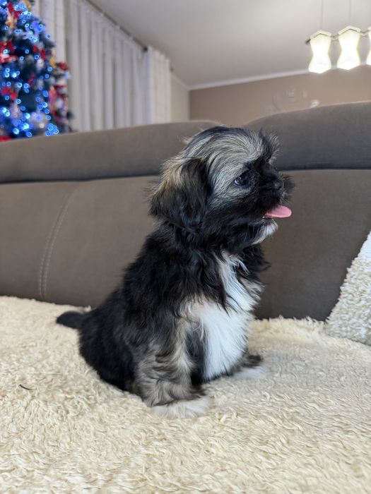 Śliczna Suczka Shih Tzu Gotowa Do Odbioru