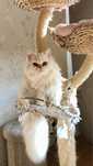 Kocurek Selkirk Rex Oreo