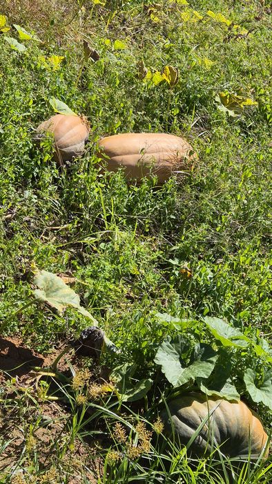Abóboras para venda