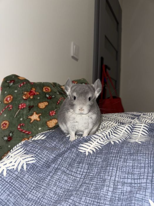 Szynszyla standart - młody samiec i samica