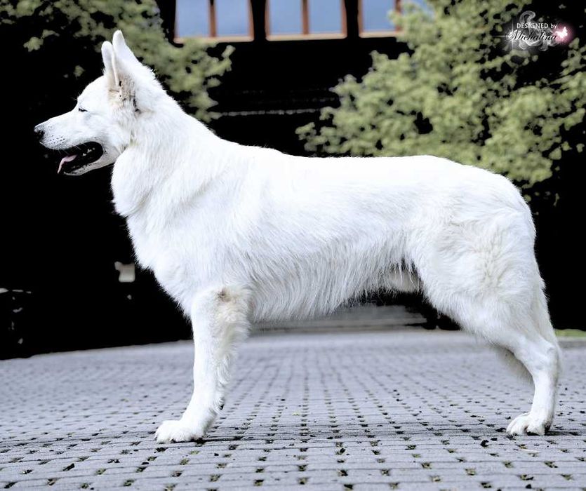 Biały Owczarek Szwajcarski - linia zwycięzców Europy, Świata i Klubów!