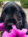 Cocker Spaniel Angielski