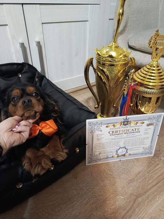 Sprzedam reproduktora Cavalier  Charles spaniel uprawnienia hodowlane