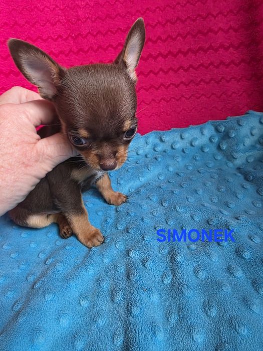 SIMONEK Zarezerwowany