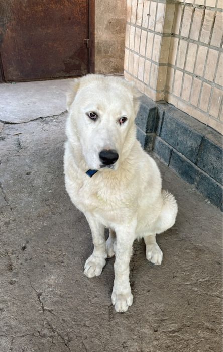 Пропала собака белый алабай