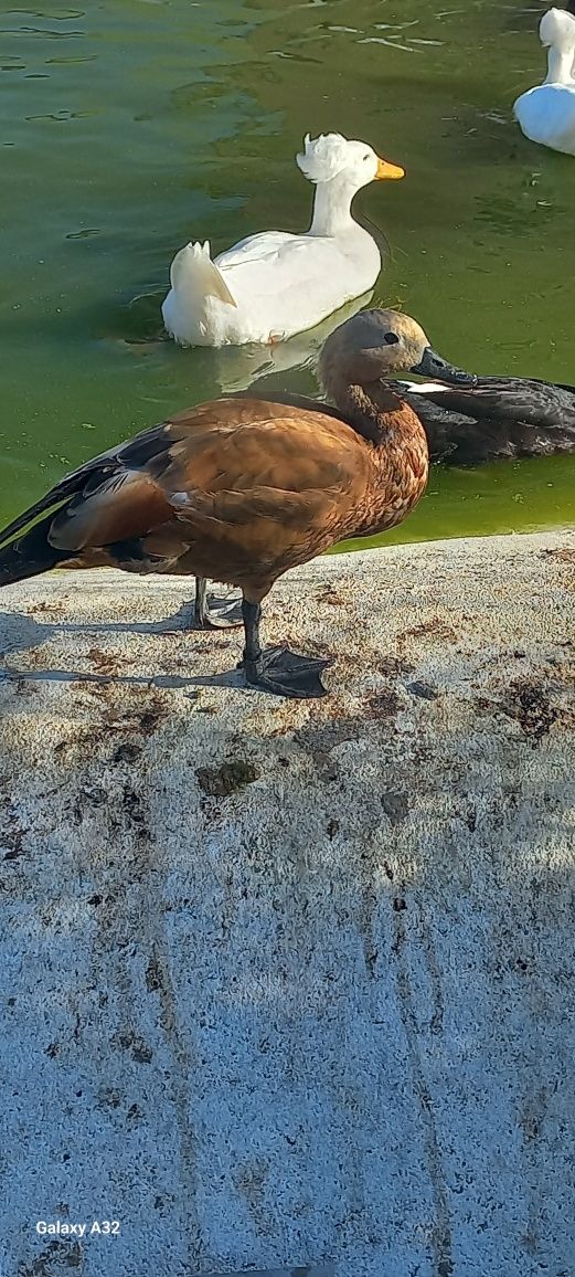 Macho tadorna ferrugínea