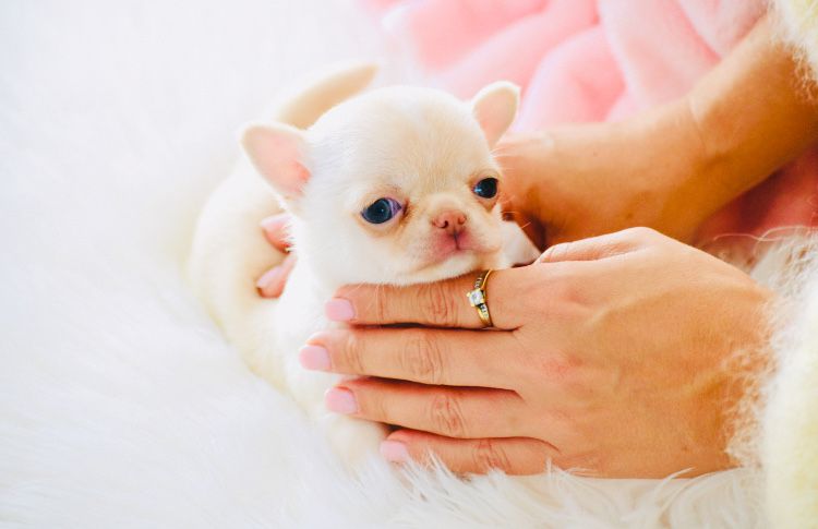 Cudny Mini Piesek Chihuahua