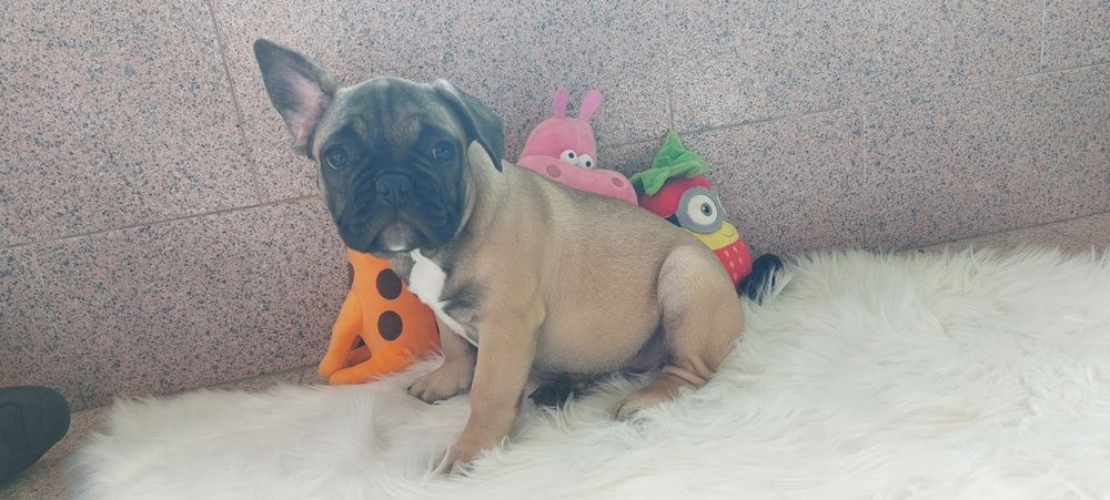 Bulldog francês bebé