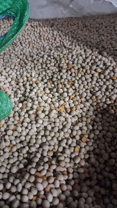 Sprzedam Łubin słodki