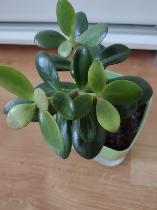 Grubosz kwiat doniczkowy