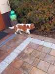Cavalier King Charles Spaniel Reproduktor
