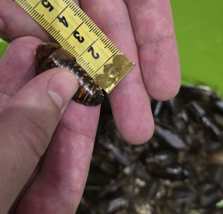 Аргентинський тарган Блаптика