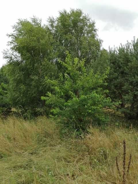 Sprzedam Działkę  Budowlaną blisko jeziora
