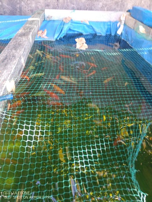 Peixes para lago