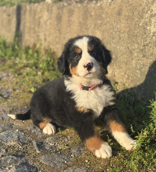 Boiadeiro de Berna / Bouvier Bernois / Bernese Mountain Dog