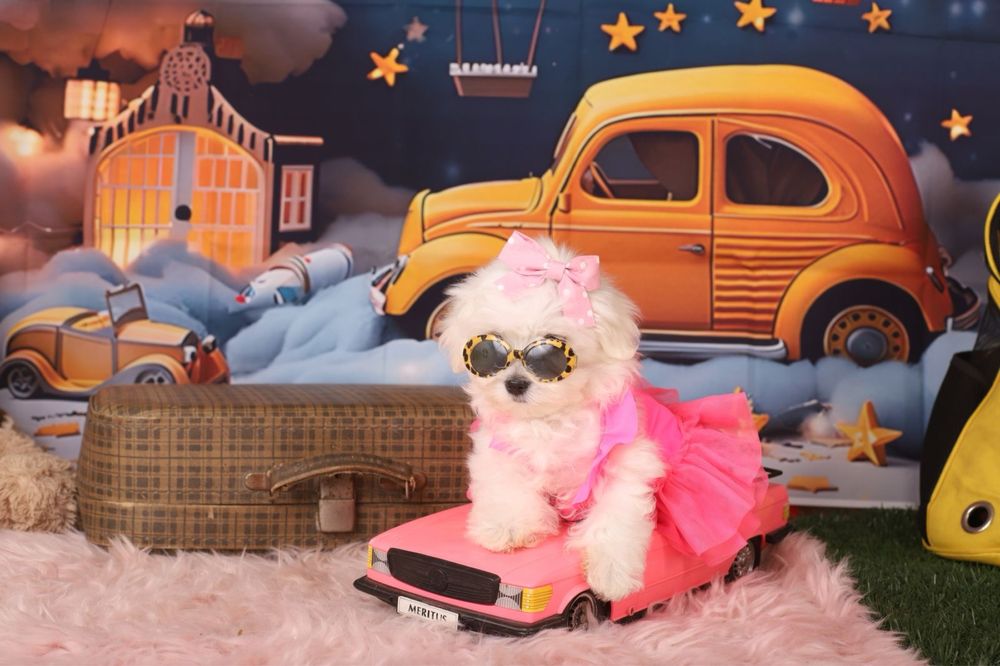 міні дівчинка мальтезе з документами