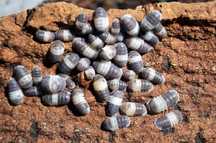 Isopody Cubaris sp. Panda King